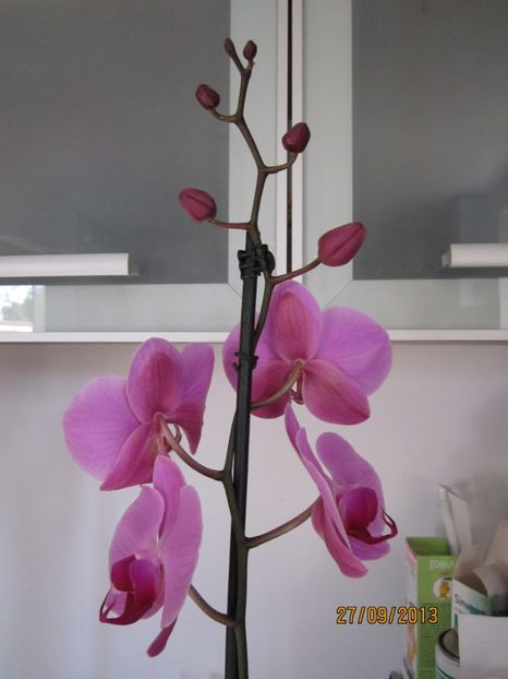  - Orhidee 2013