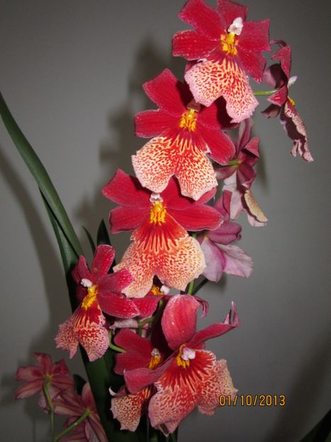  - Orhidee 2013
