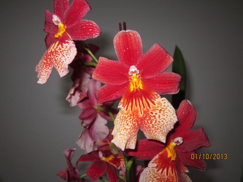  - Orhidee 2013