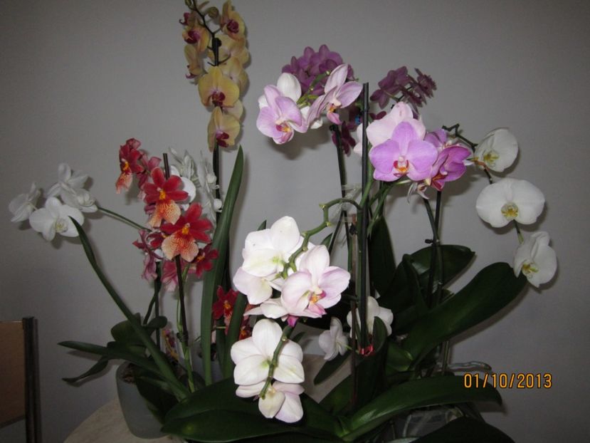  - Orhidee 2013
