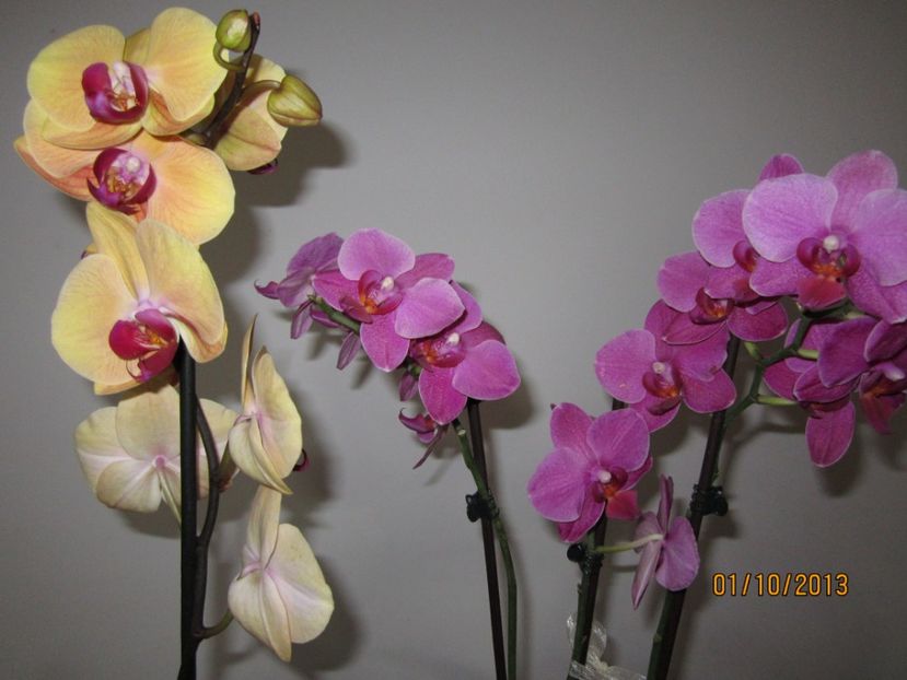  - Orhidee 2013