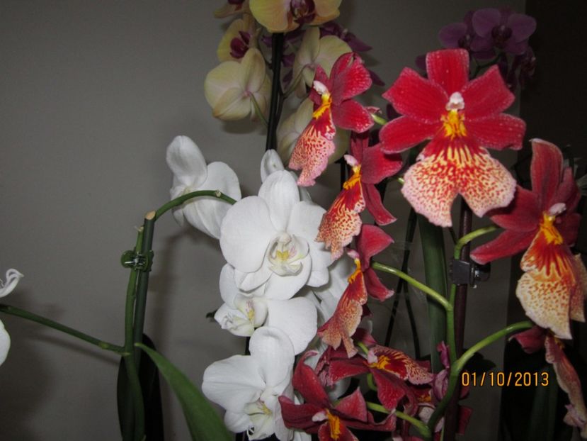  - Orhidee 2013