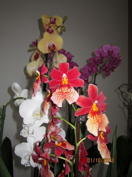  - Orhidee 2013