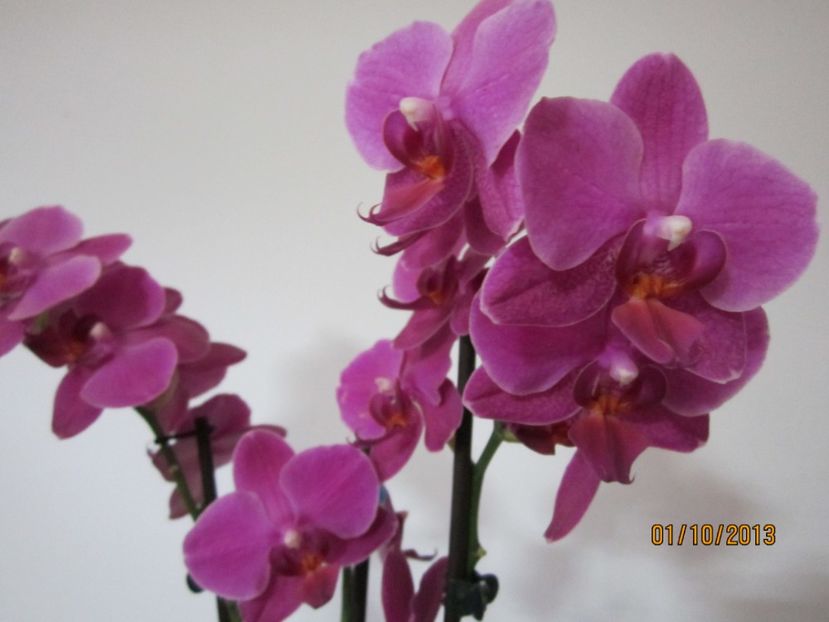  - Orhidee 2013