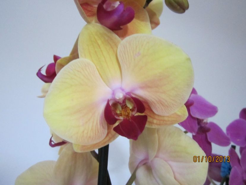  - Orhidee 2013