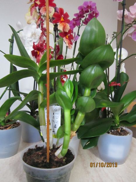  - Orhidee 2013