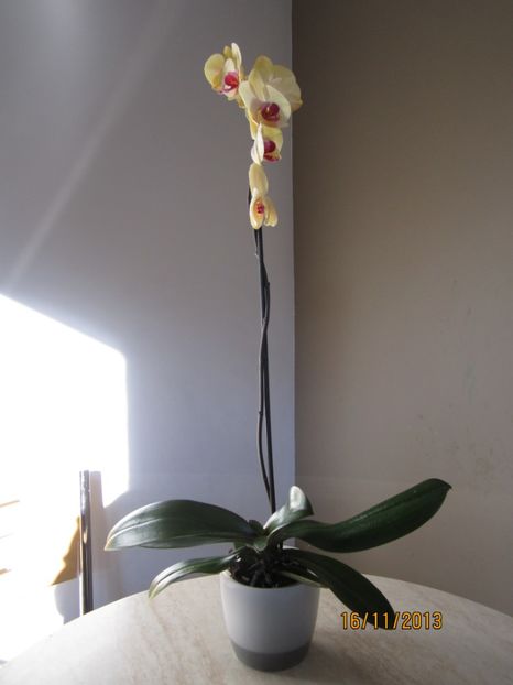  - Orhidee 2013