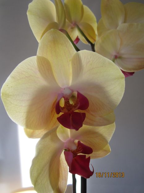  - Orhidee 2013