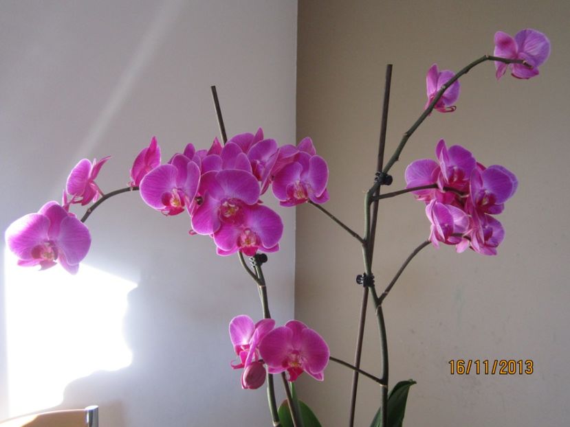  - Orhidee 2013