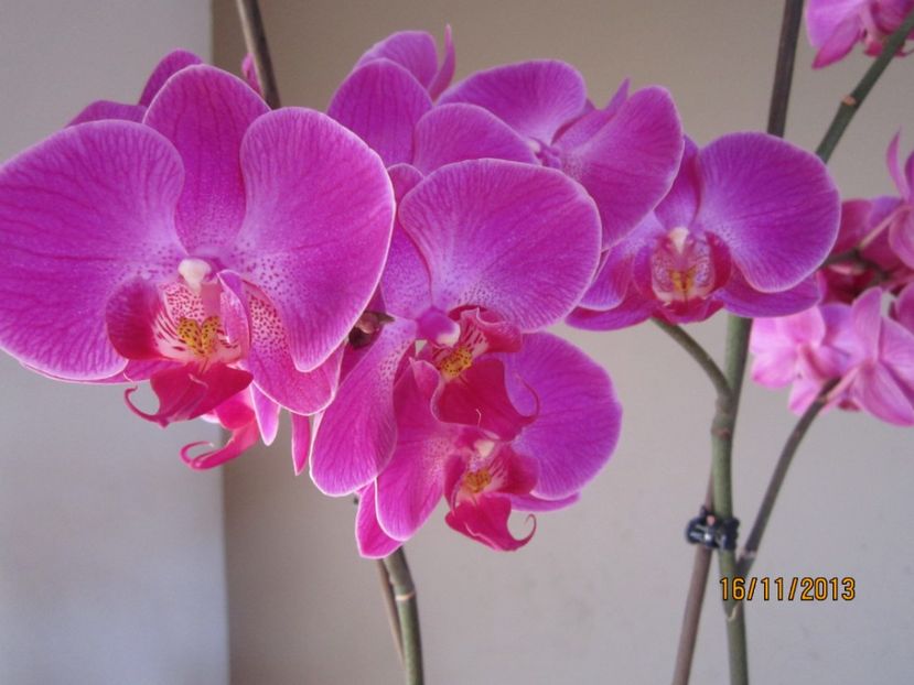  - Orhidee 2013