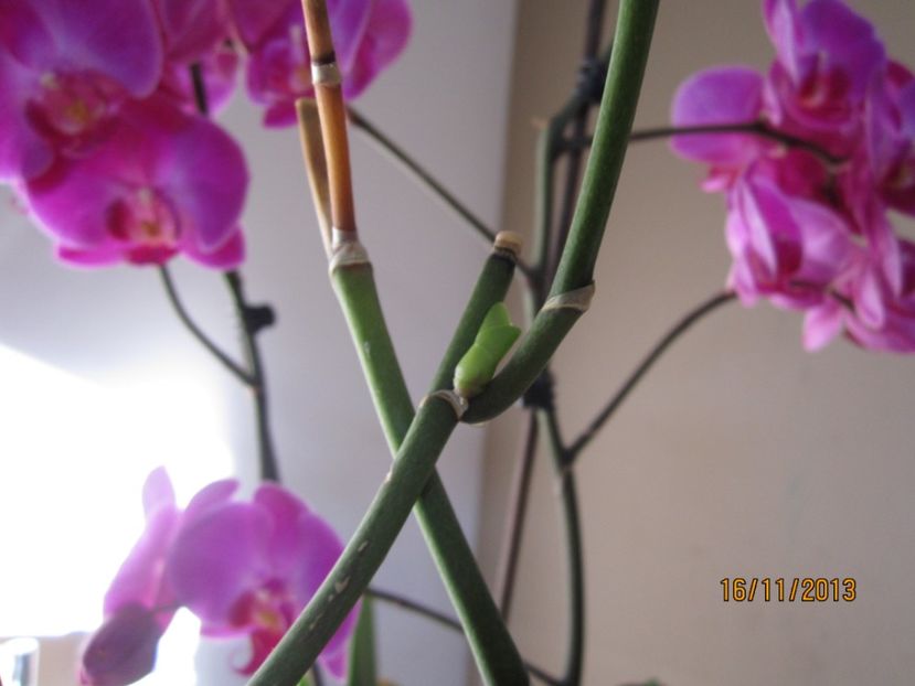  - Orhidee 2013