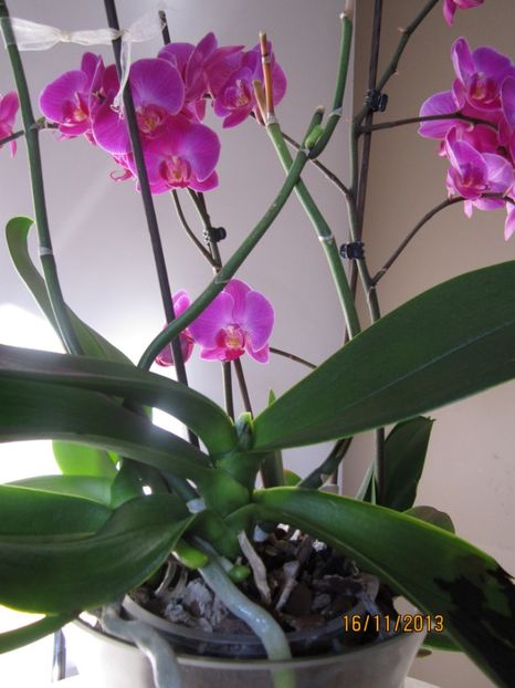  - Orhidee 2013