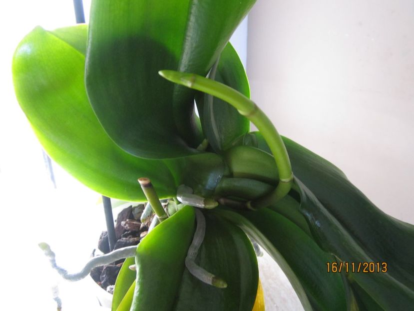  - Orhidee 2013