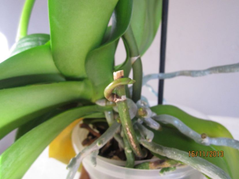  - Orhidee 2013