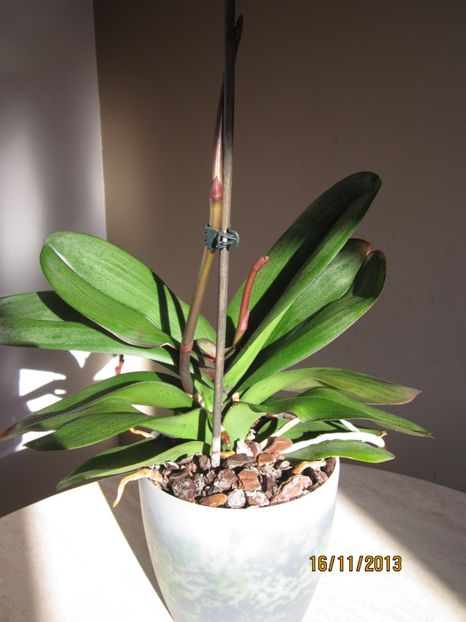  - Orhidee 2013