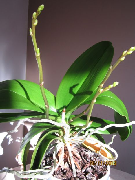  - Orhidee 2013