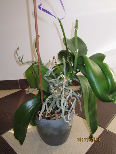  - Orhidee 2013