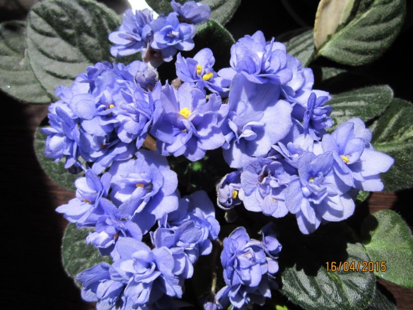  - Violete pierdute toate