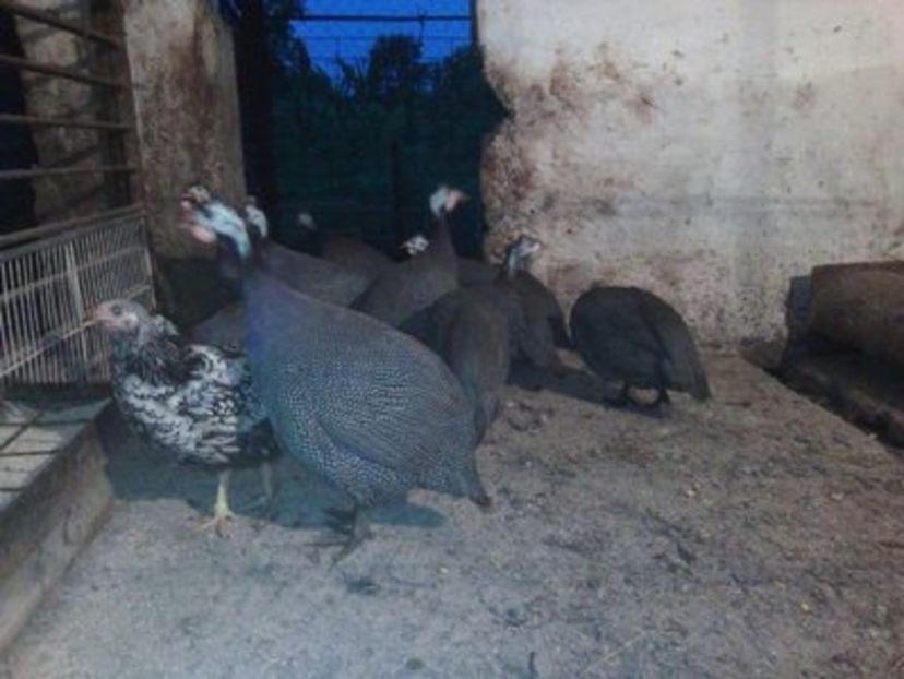  - Bibilici 2017 de vanzare