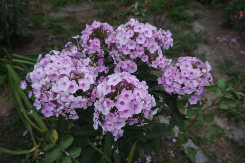  - Phlox si alte perene