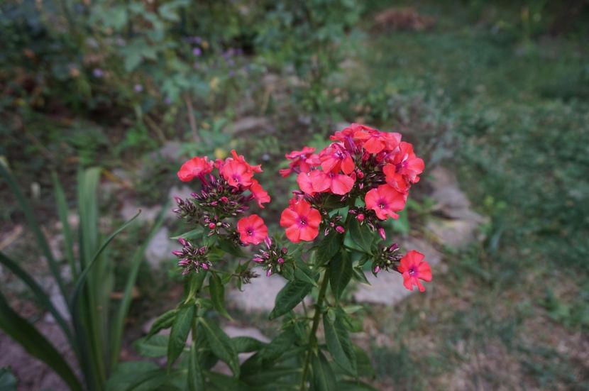  - Phlox si alte perene