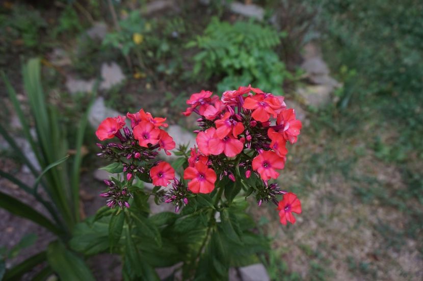  - Phlox si alte perene