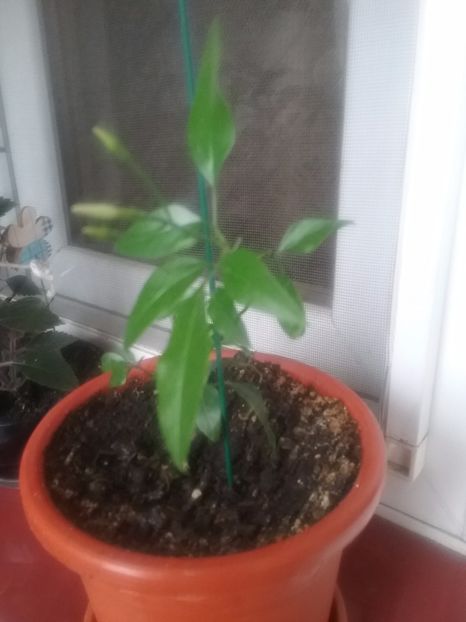  - Iasomie de cameră