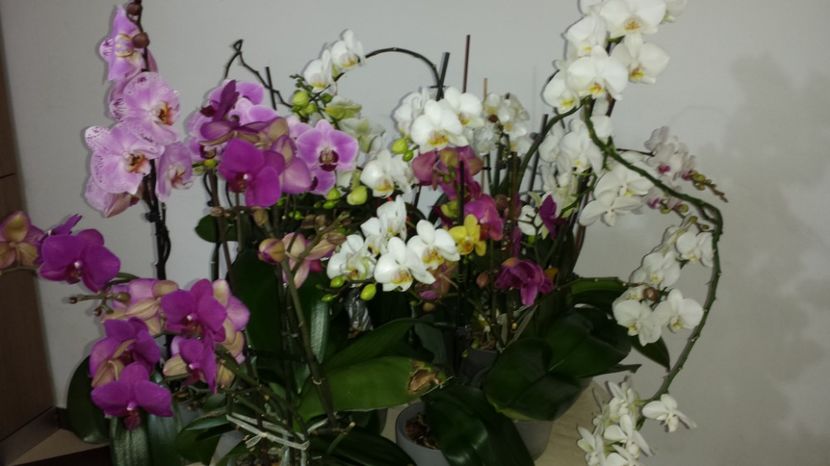  - Orhidee 2016