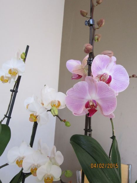  - Orhidee 2015
