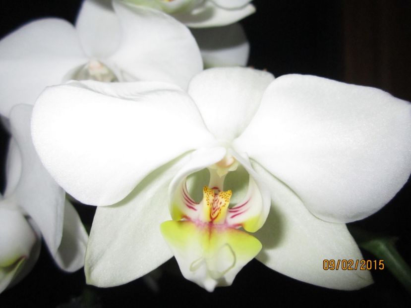  - Orhidee 2015