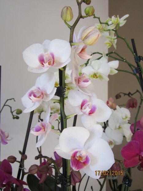  - Orhidee 2015