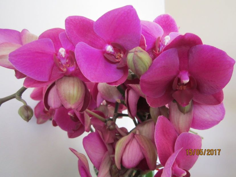  - Orhidee 2017