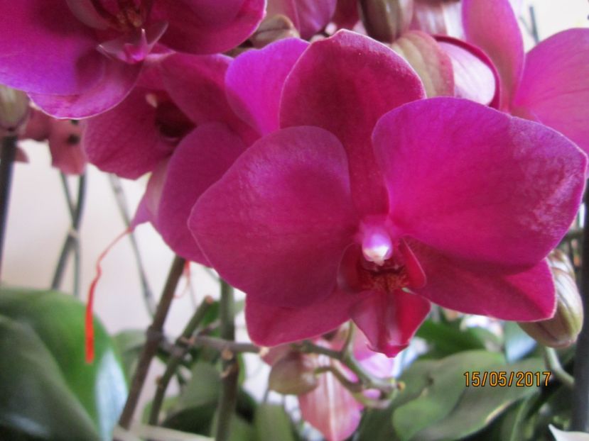  - Orhidee 2017