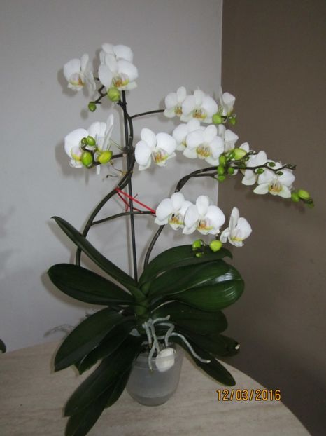  - Orhidee 2016
