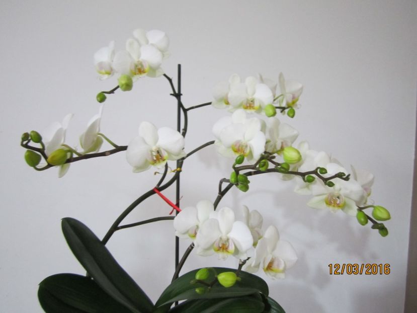  - Orhidee 2016