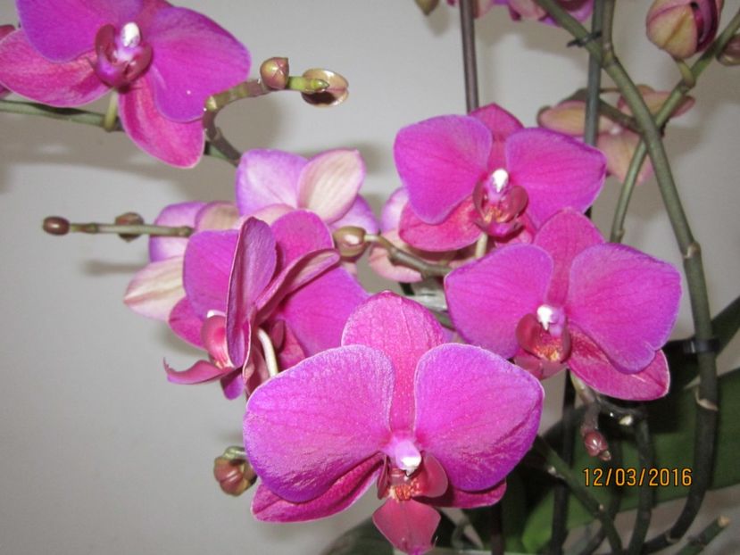  - Orhidee 2016