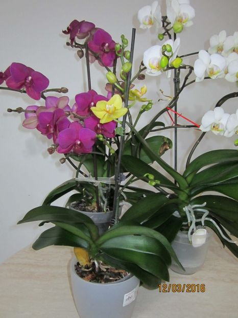  - Orhidee 2016