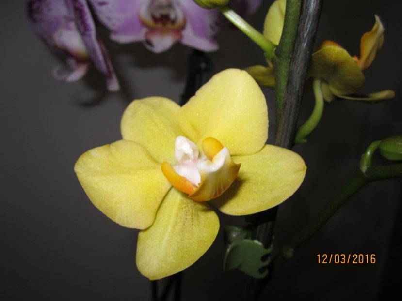  - Orhidee 2016