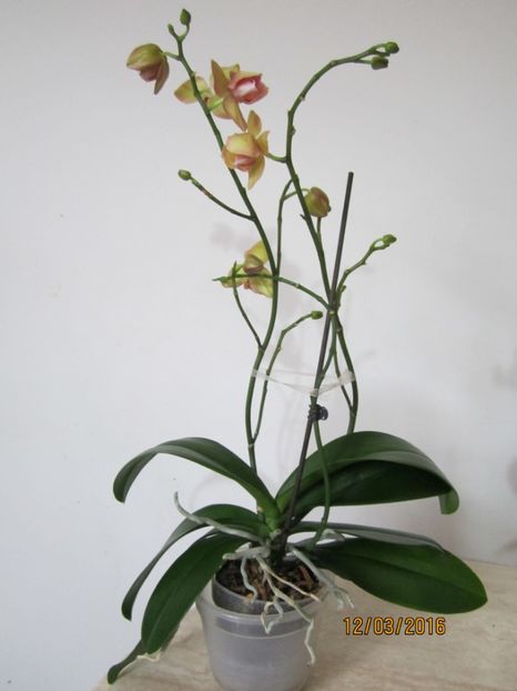  - Orhidee 2016