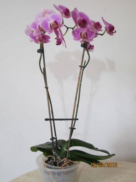  - Orhidee 2016
