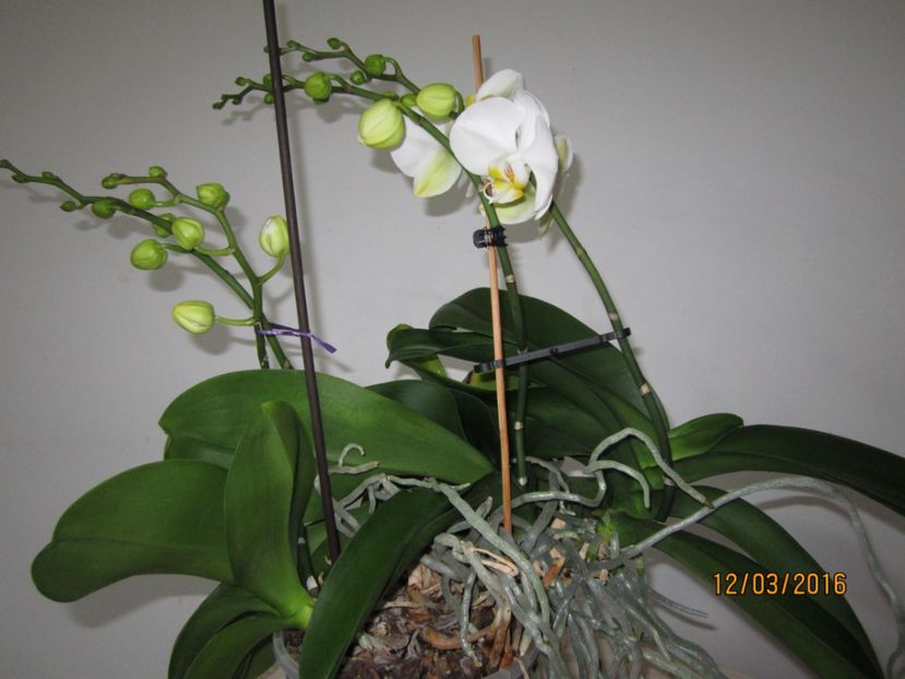  - Orhidee 2016