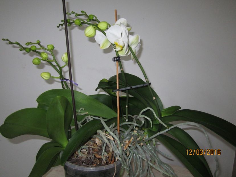  - Orhidee 2016