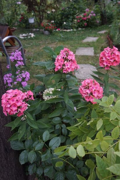  - 2017 Gradina