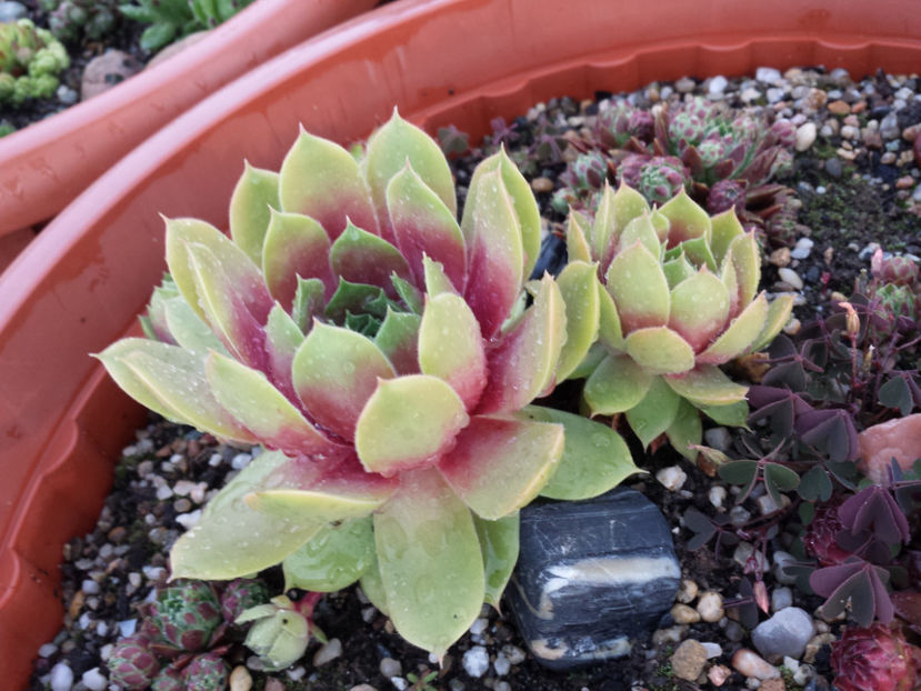  - Sempervivum - 2017_partea a II-a