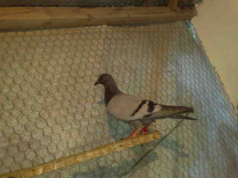 204 - X-Porumbei vinduti