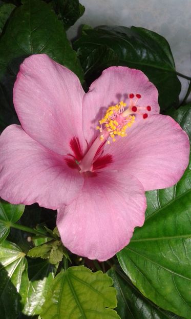  - Hibiscus Blue Winks