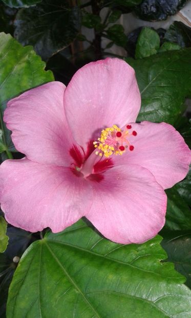  - Hibiscus Blue Winks