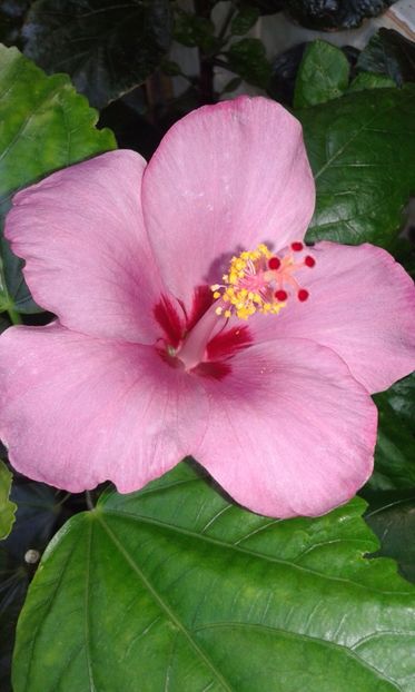  - Hibiscus Blue Winks