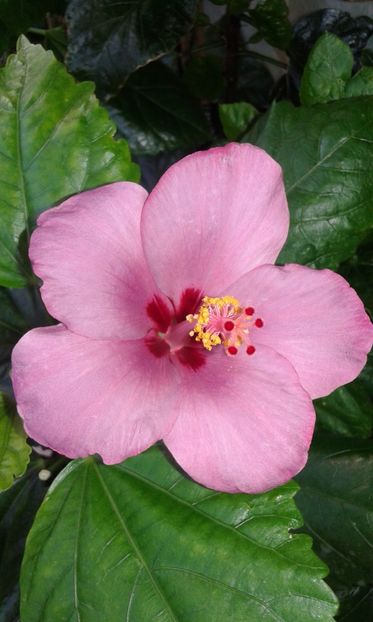  - Hibiscus Blue Winks