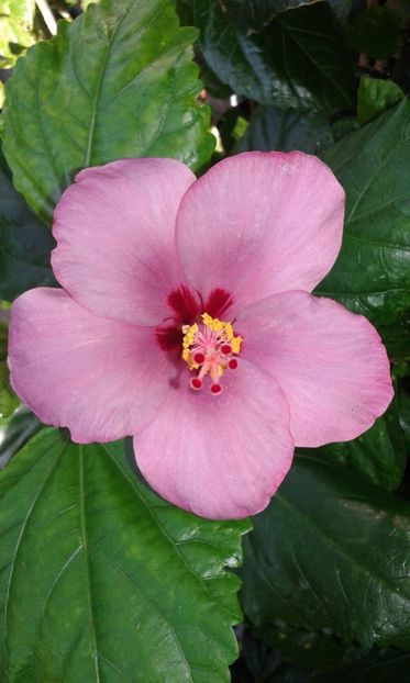  - Hibiscus Blue Winks